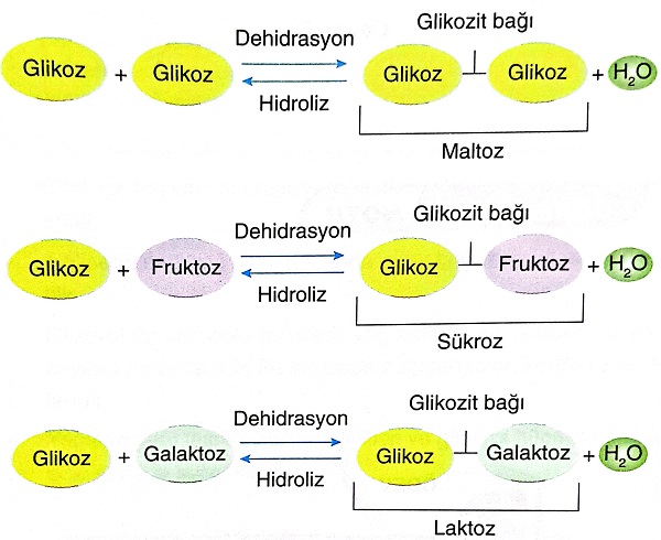 Glikoz Üretiminin Yoğunlaştığı Organlar ve Kan Şekeri Yönetimi [2026] - Kapak Görseli